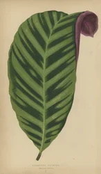 Calathea Zebrina, Maranta Zebrina